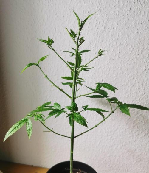 Lindas Marker #1 - #4. Week 7 - #1