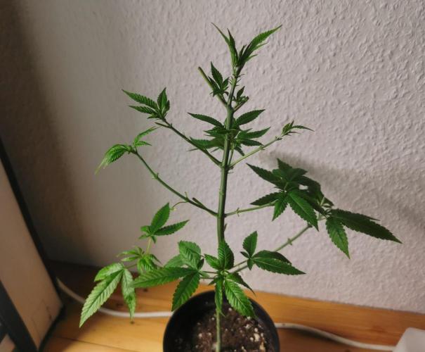 Lindas Marker #1 - #4. Week 7 - #1