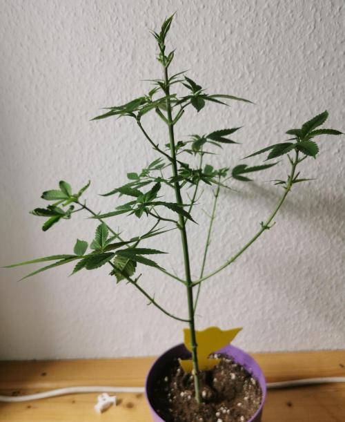 Lindas Marker #1 - #4. Week 7 - #2