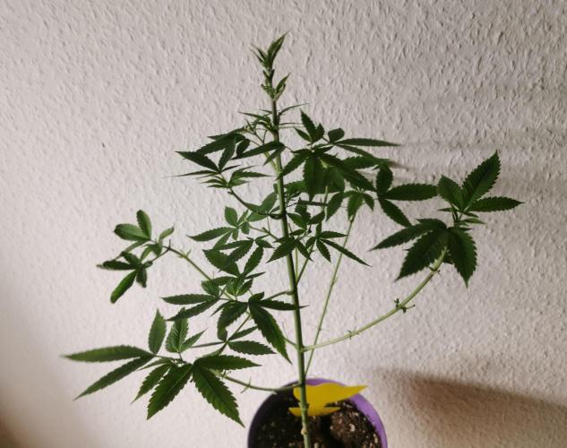 Lindas Marker #1 - #4. Week 7 - #2