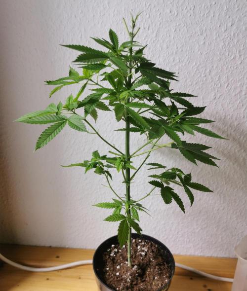 Lindas Marker #1 - #4. Week 7 - #3