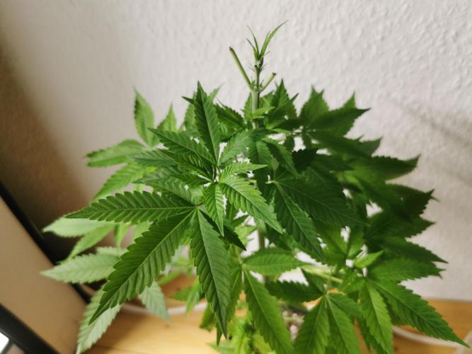 Lindas Marker #1 - #4. Week 7 - #3