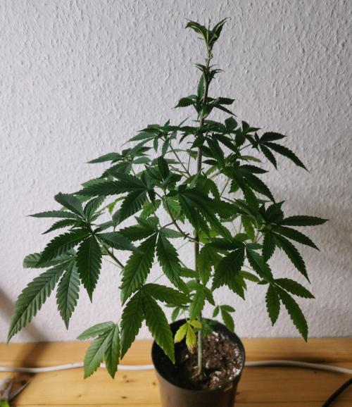 Lindas Marker #1 - #4. Week 7 - #4