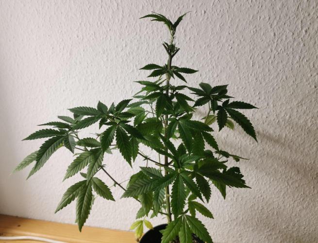 Lindas Marker #1 - #4. Week 7 - #4