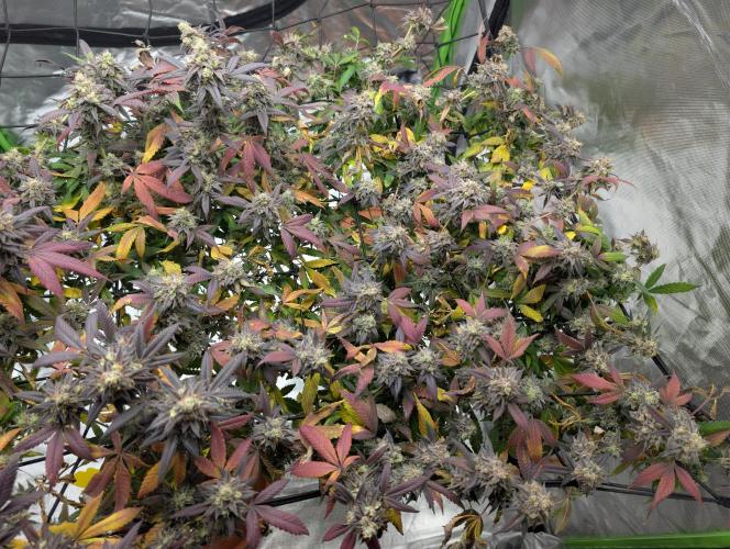 mini pheno hunt - #3. Week 40