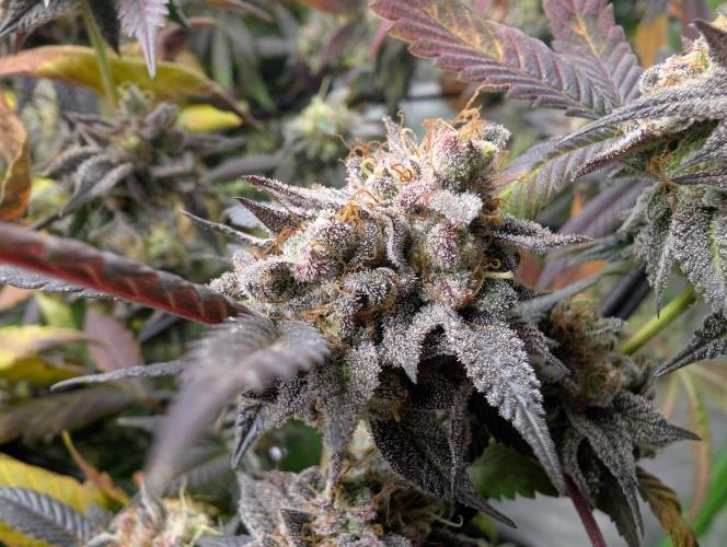 mini pheno hunt - #3. Week 40