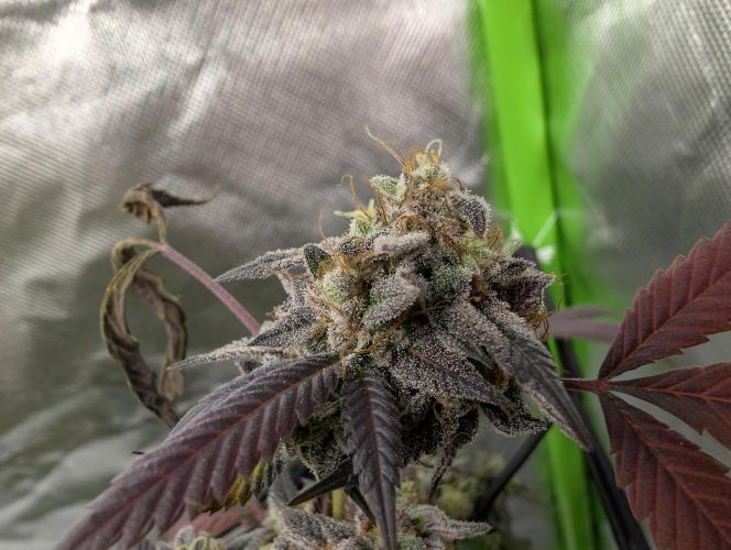 mini pheno hunt - #3. Week 40