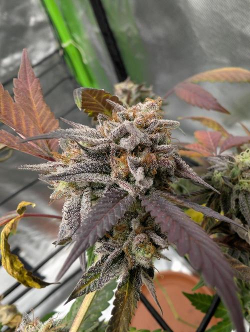 mini pheno hunt - #3. Week 40