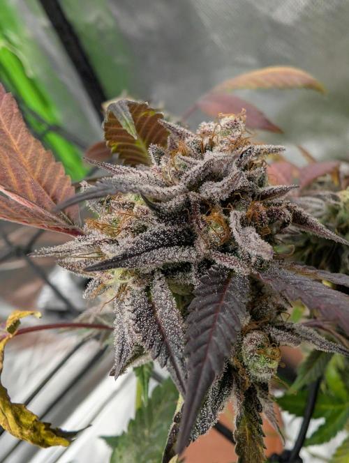 mini pheno hunt - #3. Week 40