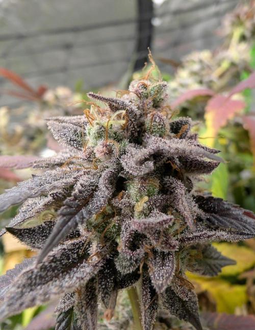 mini pheno hunt - #3. Week 40