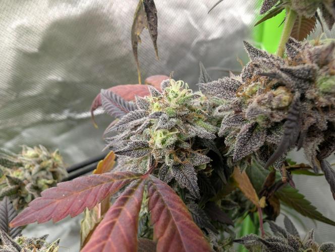 mini pheno hunt - #3. Week 40