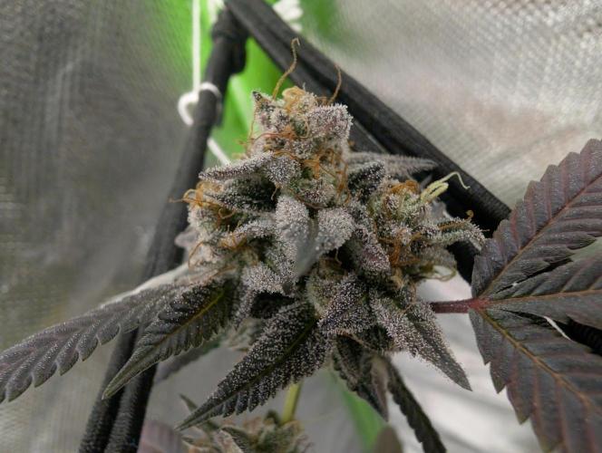 mini pheno hunt - #3. Week 40