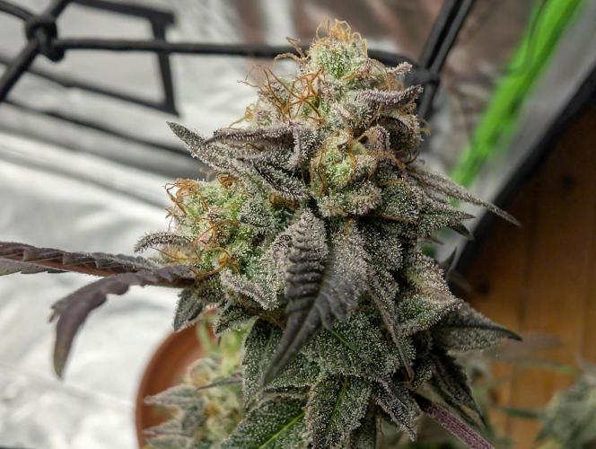 mini pheno hunt - #3. Week 40