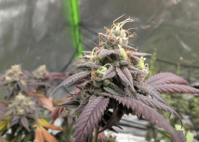 mini pheno hunt - #4. Week 40