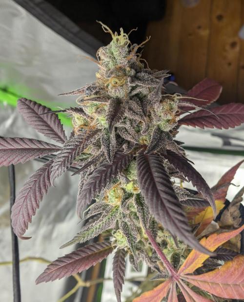 mini pheno hunt - #4. Week 40