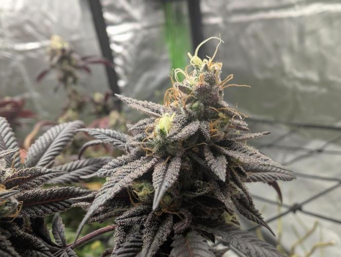 mini pheno hunt - #4. Week 40