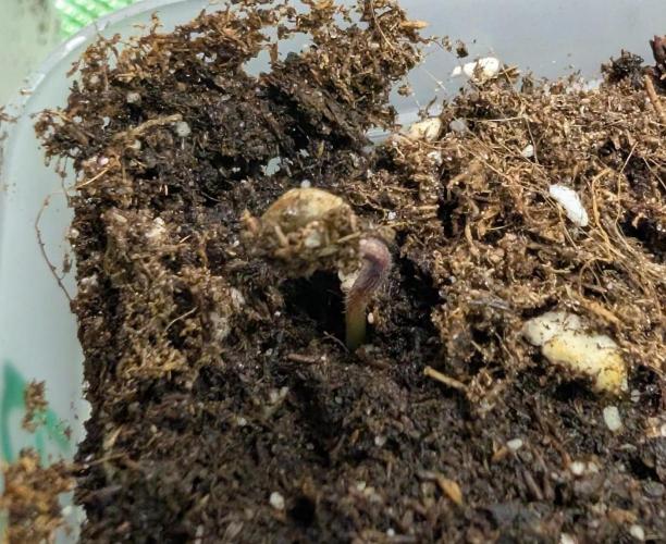 Chase the pie. Week 0 - 1st to reach surface #2