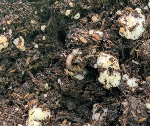 Chase the pie. Week 0 - 2nd to reach surface (02.12.25)