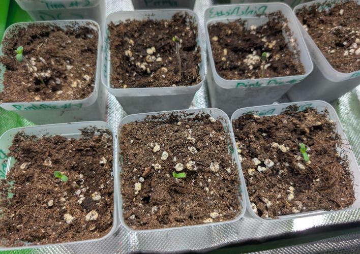 Chase the pie. Week 0 - 4 days after transplantation