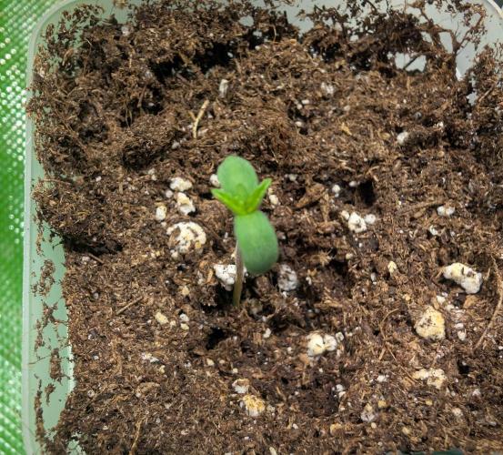 Chase the pie. Week 0 - #1