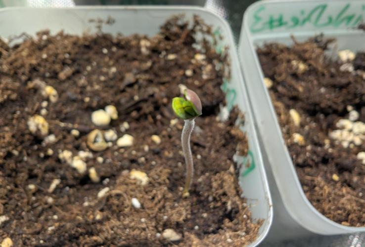 Chase the pie. Week 0 - #2