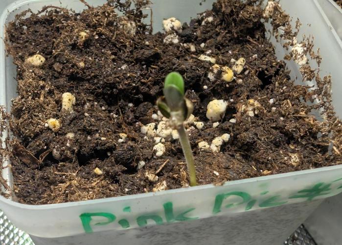 Chase the pie. Week 0 - #3