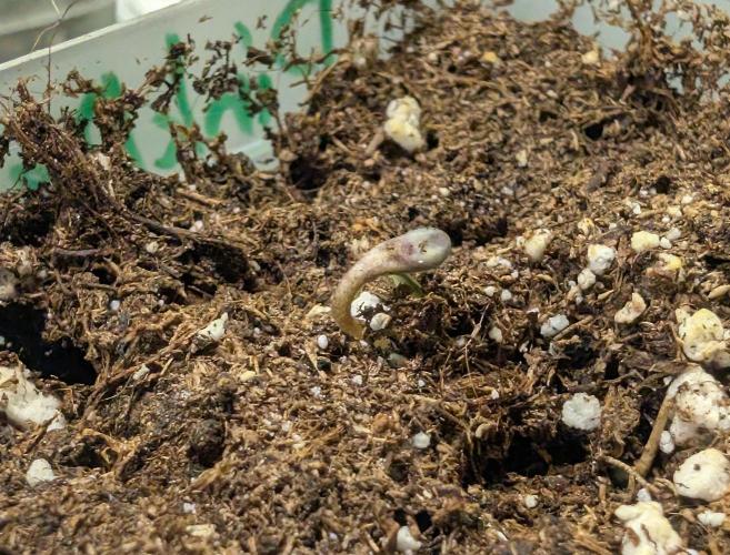 Chase the pie. Week 0 - #4