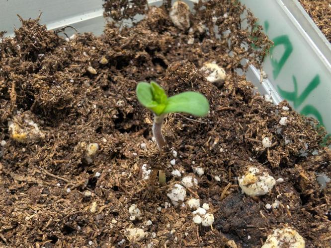 Chase the pie. Week 0 - #5