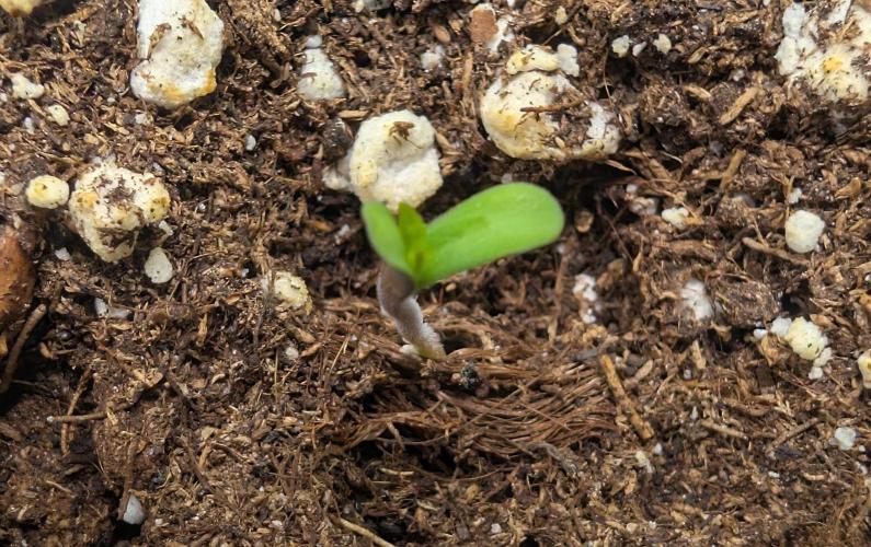 Chase the pie. Week 0 - #6