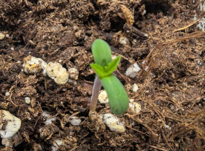 Chase the pie. Week 0 - #7