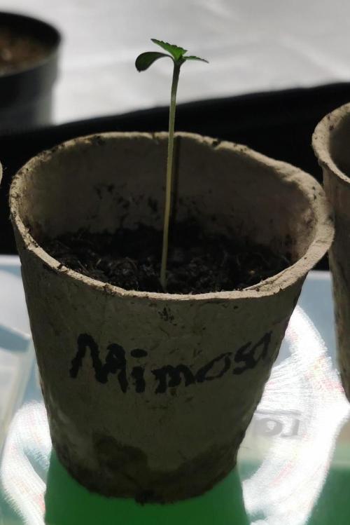 Mimosa. Week 0