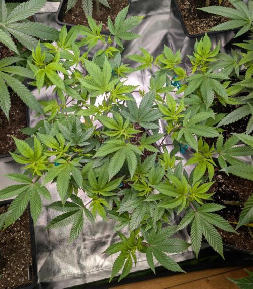 Mimosa. Week 0 - last day veg