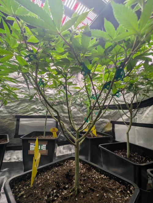 Mimosa. Week 0 - last day veg