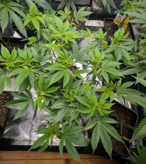 Mimosa. Week 0 - last day veg