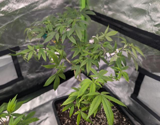 here we go again. Week 1 - 12/03/25