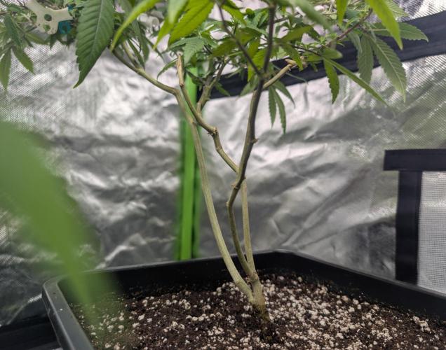 here we go again. Week 1 - 12/03