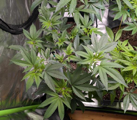 Cheesy Rider x Unknown. Week 8