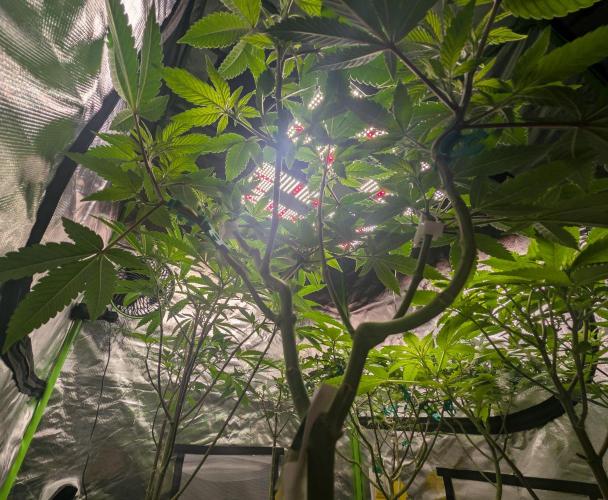 Cheesy Rider x Unknown. Week 8