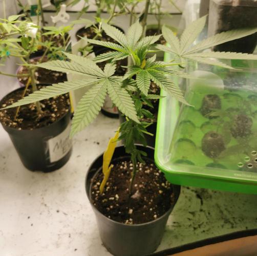 Jealousy. Week 8 - 11/12