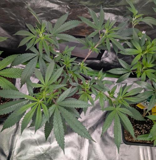 Jealousy. Week 8 - 12/19