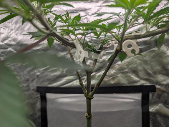 Jealousy. Week 8 - 12/19