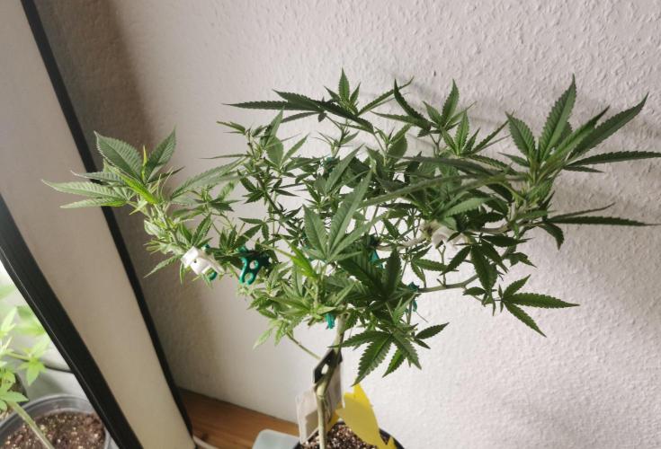 Tiramisu #2. Week 8 - 11/12