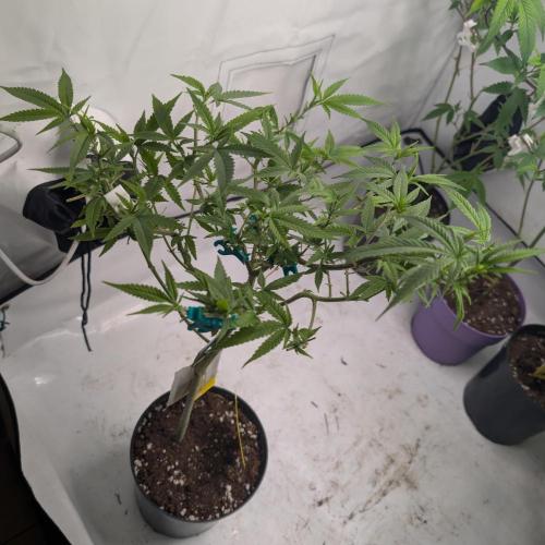 Tiramisu #2. Week 8 - 11/22