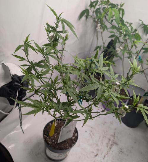 Tiramisu #2. Week 8 - 11/22