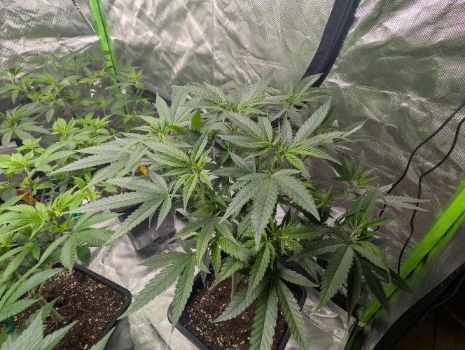 Tiramisu #2. Week 8 - 12/19