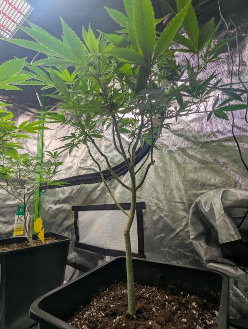 Tiramisu #2. Week 8 - 12/19