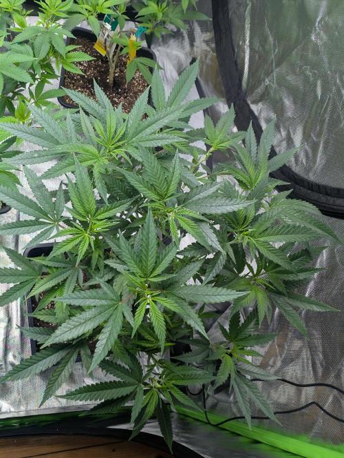 Tiramisu #2. Week 8 - 12/19