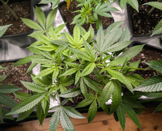 Lindas Marker #1 - #4. Week 11 - #1