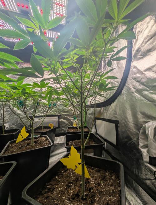 Lindas Marker #1 - #4. Week 11 - #2