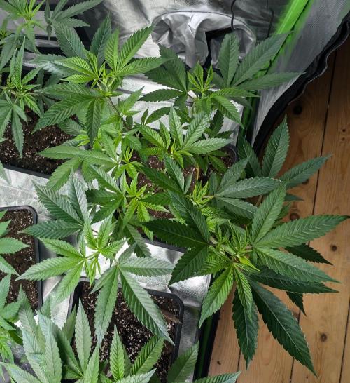 Lindas Marker #1 - #4. Week 11 - #2